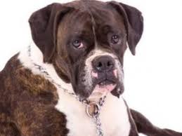 Boxer puppies for sale available in phoenix & tucson, az. Boxer Puppies For Sale