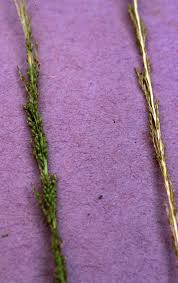 Image result for Sporobolus coromandelianus