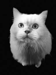 Le ragdoll en retraite