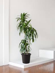 Image result for Dracaena