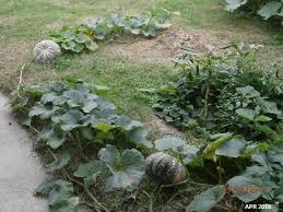 Tips agar labu berbuah banyak. My Small Garden Langkah2 Mudah Putik Labu Menjadi Buah