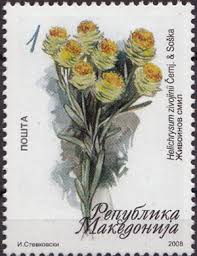 Image result for Helichrysum mechowianum