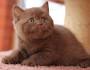 British Shorthair Colours – Full Guide – My British Shorthair