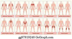 Skin & muscle of lower lip. Vector Illustration Muscle Groups Chart Stock Clip Art Gg97946027 Gograph
