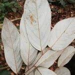 Image result for Afrostyrax