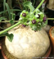 Image result for Raphionacme