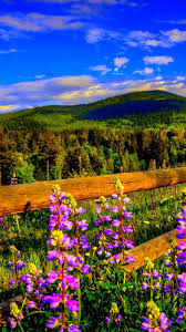 Jersey milk cows pictures art. Iphone Nature Landscape Iphone Nature Hd Wallpapers For Mobile