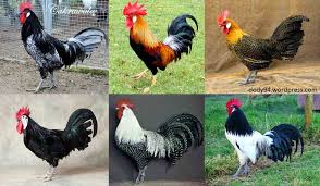 Adu ayam manusia vs ayam bangkok lucu. Asal Usul Ayam Ras Di Dunia Cakrawala