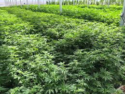 (nasdaq:sndl) shares could be 47% below their intrinsic value estimate. Licensed Hemp Medical Marijuana Grower In Uk Bought By Investment Group