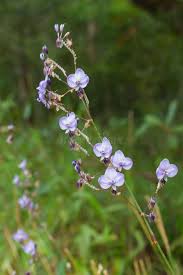 Image result for Commelina purpurea