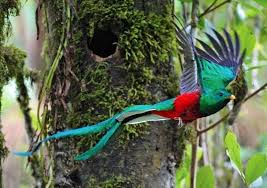 Bird With Colorful Feathers D55140d53a9a8fe4859b32a7162ef6f7 Jpg 736 519 Beautiful Birds