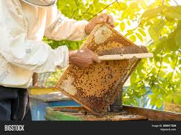 We did not find results for: Beekeeper Removes Bees Image Photo Free Trial Bigstock
