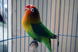 Tidak heran bila kebanyakan orang awan susah membedakan antara lovebird biola dengan josan. Gambar Burung Lovebird Kartun