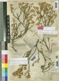 Image result for Pegolettia senegalensis