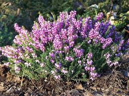 Wildscreen's arkive project was launched in 2003 and grew to become the world's biggest encyclopaedia of life on earth. Mediterranean Pink Heather Flowering Shrubs Utah Climate Utah Climate Flowering Shrubs Shrubs