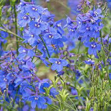 Delphinium Bellamosum Delphinium X Belladonna Seeds Select Seeds