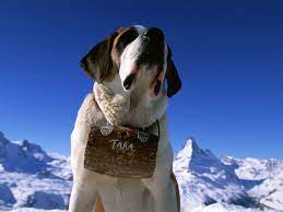 Find many great new & used options and get the best deals for hand carved saint bernard wood with whiskey barrel 4.5 long 3 signed m w at the best online prices at ebay! St Bernard His Whiskey Barrel St Bernard Dogs Bernard Dog Dog Breed Info