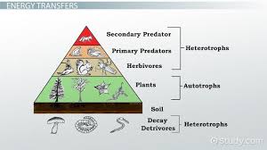 What Is An Energy Pyramid Definition Examples