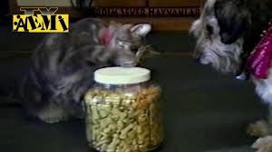 2019 En Komik Kedi Ve Hayvan Videolari Komik Kediler Komik Hayvan