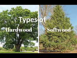 Leyland cypress is a hybrid between monterey cypress (cupressus macrocarpa) and alaskan yellow cedar (cupressus nootkatensis). Difference Between Hardwoods And Softwoods I Uses I Color I Texture I Youtube