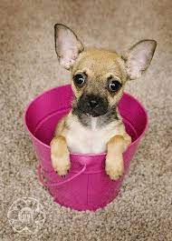 Cup Dog My Animal Chihuahua Love Cute Chihuahua