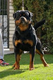 World Best Rottweiler Jpg 635 960 Kopek Turleri Kopek Kedi Kopek
