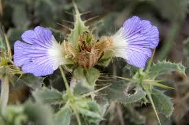 Image result for Blepharis diversispina