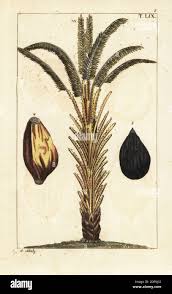 Image result for Usteria guineensis