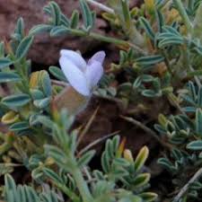 Image result for Argyrolobium tomentosum