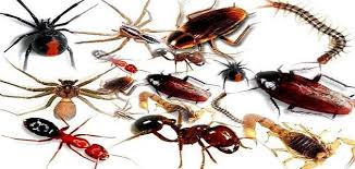شركة رش الصراصير شركة رش الناموس النامس شركة رش النمل شركة رش الفران الفئران شركة رش البرص pest control services best pest control pest control