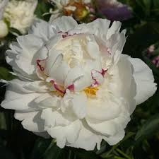 Marie Lemoine Pfingstrosen Paradies Stephan Tetzlaff Korschenbroich Exotische Blumen Pfingstrosen Pfingstrosen Garten