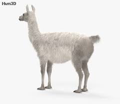 3d Model Of Llama Hd 3d Model Llama Model