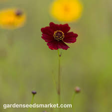 Image result for Centemopsis