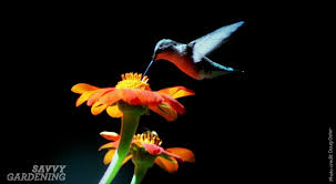 However, i won't be as close without birds, butterflies. Attracting Hummingbirds To The Garden