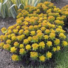Image result for Euphorbia spissiflora