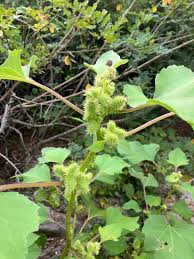 Image result for Xanthium