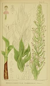 Image result for Brachycorythis pubescens