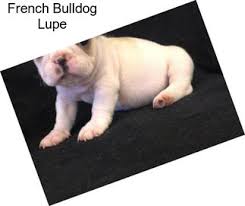 French bulldogs have erect bat ears and a charming, playful disposition. French Bulldog Dogs For Sale In Virginia Beach Agriseek Com