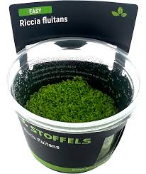 Image result for Nesogenes madagascariensis