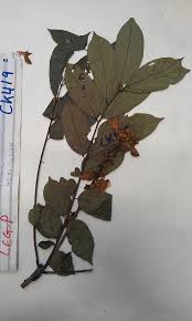 Image result for Millettia dura