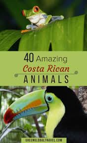 A Guide To 40 Amazing Costa Rica Animals In 2020 Costa Rica Animals Costa Rica Wildlife Costa Rica