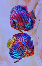 Lindos Peces Tropical Fish Pictures Tropical Fish Tropical Freshwater Fish