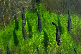 Moccasin bend streambank stabilization project; Cumberland River Fishing Cumberland River
