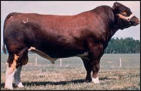 Maine Anjou Luke Mobley Col