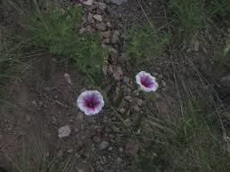 Image result for Ipomoea richardsiae