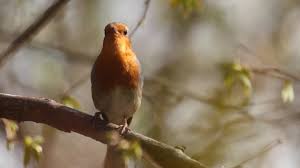 165 Of Red Robin Birds Stock Videos, Footage, & 4K Video Clips