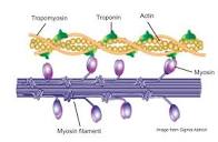 Muscle Contraction and a Really Cool Protein Called Myosin ...