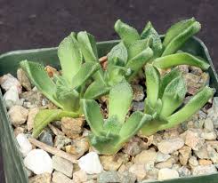 Image result for Nananthus