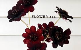Choose from one of the three spacious two and three bedroom floor plans offered at jasmine parke. Flower 411 November