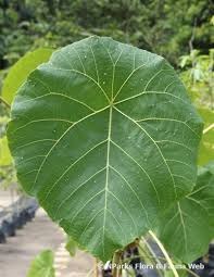 Image result for Macaranga capensis